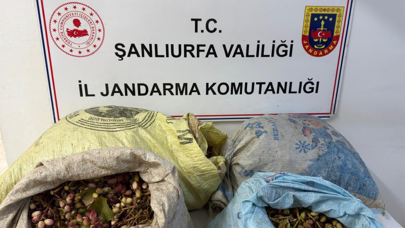 Jandarmadan Fıstık Hırsızlarına Suçüstü! 4 Şahıs Gözaltında